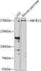 Western blot analysis of extracts of various cell lines, using ABCB11 antibody (23-603) at 1:1000 dilution._Secondary antibody: HRP Goat Anti-Rabbit IgG (H+L) at 1:10000 dilution._Lysates/proteins: 25ug per lane._Blocking buffer: 3% nonfat dry milk in TBST._Detection: ECL Enhanced Kit._Exposure time: 60s.