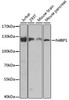 Western blot analysis of extracts of various cell lines, using N4BP1 antibody (23-608) at 1:1000 dilution.<br/>Secondary antibody: HRP Goat Anti-Rabbit IgG (H+L) at 1:10000 dilution.<br/>Lysates/proteins: 25ug per lane.<br/>Blocking buffer: 3% nonfat dry milk in TBST.<br/>Detection: ECL Basic Kit.<br/>Exposure time: 30s.