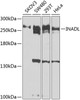 Western blot analysis of extracts of various cell lines, using INADL antibody (23-610) at 1:1000 dilution.<br/>Secondary antibody: HRP Goat Anti-Rabbit IgG (H+L) at 1:10000 dilution.<br/>Lysates/proteins: 25ug per lane.<br/>Blocking buffer: 3% nonfat dry milk in TBST.<br/>Detection: ECL Basic Kit.<br/>Exposure time: 10s.