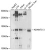 Western blot analysis of extracts of various cell lines, using ADAMTS13 antibody (23-616) at 1:1000 dilution.<br/>Secondary antibody: HRP Goat Anti-Rabbit IgG (H+L) at 1:10000 dilution.<br/>Lysates/proteins: 25ug per lane.<br/>Blocking buffer: 3% nonfat dry milk in TBST.<br/>Detection: ECL Basic Kit.<br/>Exposure time: 5s.