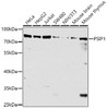 Western blot analysis of extracts of various cell lines, using PSIP1 antibody (23-617) at 1:1000 dilution.<br/>Secondary antibody: HRP Goat Anti-Rabbit IgG (H+L) at 1:10000 dilution.<br/>Lysates/proteins: 25ug per lane.<br/>Blocking buffer: 3% nonfat dry milk in TBST.<br/>Detection: ECL Basic Kit.<br/>Exposure time: 5s.