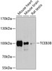 Western blot analysis of extracts of various cell lines, using TCEB3B antibody (23-620) at 1:1000 dilution.<br/>Secondary antibody: HRP Goat Anti-Rabbit IgG (H+L) at 1:10000 dilution.<br/>Lysates/proteins: 25ug per lane.<br/>Blocking buffer: 3% nonfat dry milk in TBST.<br/>Detection: ECL Basic Kit.<br/>Exposure time: 3s.