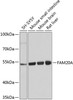 Western blot analysis of extracts of various cell lines, using FAM20A antibody (23-624) at 1:1000 dilution.<br/>Secondary antibody: HRP Goat Anti-Rabbit IgG (H+L) at 1:10000 dilution.<br/>Lysates/proteins: 25ug per lane.<br/>Blocking buffer: 3% nonfat dry milk in TBST.<br/>Detection: ECL Basic Kit.<br/>Exposure time: 5s.