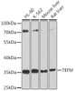 Western blot analysis of extracts of various cell lines, using TEFM antibody (23-631) at 1:1000 dilution.<br/>Secondary antibody: HRP Goat Anti-Rabbit IgG (H+L) at 1:10000 dilution.<br/>Lysates/proteins: 25ug per lane.<br/>Blocking buffer: 3% nonfat dry milk in TBST.<br/>Detection: ECL Basic Kit.<br/>Exposure time: 90s.