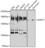 Western blot analysis of extracts of various cell lines, using EHMT1 antibody (23-633) at 1:1000 dilution.<br/>Secondary antibody: HRP Goat Anti-Rabbit IgG (H+L) at 1:10000 dilution.<br/>Lysates/proteins: 25ug per lane.<br/>Blocking buffer: 3% nonfat dry milk in TBST.<br/>Detection: ECL Basic Kit.<br/>Exposure time: 3s.