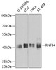 Western blot analysis of extracts of various cell lines, using RNF34 antibody (23-634) at 1:1000 dilution.<br/>Secondary antibody: HRP Goat Anti-Rabbit IgG (H+L) at 1:10000 dilution.<br/>Lysates/proteins: 25ug per lane.<br/>Blocking buffer: 3% nonfat dry milk in TBST.<br/>Detection: ECL Basic Kit.<br/>Exposure time: 90s.