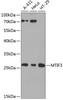 Western blot analysis of extracts of various cell lines, using MTIF3 antibody (23-638) at 1:1000 dilution.<br/>Secondary antibody: HRP Goat Anti-Rabbit IgG (H+L) at 1:10000 dilution.<br/>Lysates/proteins: 25ug per lane.<br/>Blocking buffer: 3% nonfat dry milk in TBST.<br/>Detection: ECL Basic Kit.<br/>Exposure time: 90s.