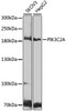 Western blot analysis of extracts of various cell lines, using PIK3C2A antibody (23-640) at 1:1000 dilution.<br/>Secondary antibody: HRP Goat Anti-Rabbit IgG (H+L) at 1:10000 dilution.<br/>Lysates/proteins: 25ug per lane.<br/>Blocking buffer: 3% nonfat dry milk in TBST.<br/>Detection: ECL Basic Kit.<br/>Exposure time: 90s.