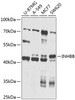 Western blot analysis of extracts of various cell lines, using INHBB antibody (23-654) at 1:1000 dilution.<br/>Secondary antibody: HRP Goat Anti-Rabbit IgG (H+L) at 1:10000 dilution.<br/>Lysates/proteins: 25ug per lane.<br/>Blocking buffer: 3% nonfat dry milk in TBST.<br/>Detection: ECL Basic Kit.<br/>Exposure time: 30s.