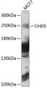 Western blot analysis of extracts of MCF-7 cells, using CHD5 antibody (23-670) at 1:1000 dilution.<br/>Secondary antibody: HRP Goat Anti-Rabbit IgG (H+L) at 1:10000 dilution.<br/>Lysates/proteins: 25ug per lane.<br/>Blocking buffer: 3% nonfat dry milk in TBST.<br/>Detection: ECL Enhanced Kit.<br/>Exposure time: 10s.