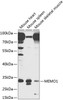 Western blot analysis of extracts of various cell lines, using MEMO1 antibody (23-671) at 1:1000 dilution._Secondary antibody: HRP Goat Anti-Rabbit IgG (H+L) at 1:10000 dilution._Lysates/proteins: 25ug per lane._Blocking buffer: 3% nonfat dry milk in TBST._Detection: ECL Enhanced Kit._Exposure time: 60s.