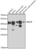 Western blot analysis of extracts of various cell lines, using BCCIP antibody (23-675) at 1:1000 dilution.<br/>Secondary antibody: HRP Goat Anti-Rabbit IgG (H+L) at 1:10000 dilution.<br/>Lysates/proteins: 25ug per lane.<br/>Blocking buffer: 3% nonfat dry milk in TBST.<br/>Detection: ECL Basic Kit.<br/>Exposure time: 90s.