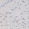 Immunohistochemistry of paraffin-embedded rat brain using TMC1 antibody (23-681) at dilution of 1:100 (40x lens) .