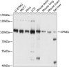 Western blot analysis of extracts of various cell lines, using KPNB1 antibody (23-689) at 1:1000 dilution.<br/>Secondary antibody: HRP Goat Anti-Rabbit IgG (H+L) at 1:10000 dilution.<br/>Lysates/proteins: 25ug per lane.<br/>Blocking buffer: 3% nonfat dry milk in TBST.<br/>Detection: ECL Basic Kit.<br/>Exposure time: 30s.