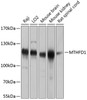 Western blot analysis of extracts of various cell lines, using MTHFD1 antibody (23-700) at 1:1000 dilution.<br/>Secondary antibody: HRP Goat Anti-Rabbit IgG (H+L) at 1:10000 dilution.<br/>Lysates/proteins: 25ug per lane.<br/>Blocking buffer: 3% nonfat dry milk in TBST.<br/>Detection: ECL Basic Kit.<br/>Exposure time: 5s.