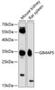 Western blot analysis of extracts of various cell lines, using GIMAP5 antibody (23-703) at 1:3000 dilution.<br/>Secondary antibody: HRP Goat Anti-Rabbit IgG (H+L) at 1:10000 dilution.<br/>Lysates/proteins: 25ug per lane.<br/>Blocking buffer: 3% nonfat dry milk in TBST.<br/>Detection: ECL Enhanced Kit.<br/>Exposure time: 90s.