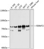 Western blot analysis of extracts of various cell lines, using FERMT2 antibody (23-705) at 1:1000 dilution.<br/>Secondary antibody: HRP Goat Anti-Rabbit IgG (H+L) at 1:10000 dilution.<br/>Lysates/proteins: 25ug per lane.<br/>Blocking buffer: 3% nonfat dry milk in TBST.<br/>Detection: ECL Basic Kit.<br/>Exposure time: 5s.