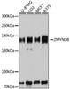 Western blot analysis of extracts of various cell lines, using ZMYND8 antibody (23-711) at 1:3000 dilution.<br/>Secondary antibody: HRP Goat Anti-Rabbit IgG (H+L) at 1:10000 dilution.<br/>Lysates/proteins: 25ug per lane.<br/>Blocking buffer: 3% nonfat dry milk in TBST.<br/>Detection: ECL Basic Kit.<br/>Exposure time: 5s.