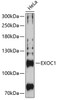 Western blot analysis of extracts of HeLa cells, using EXOC1 Antibody (23-715) at 1:3000 dilution.<br/>Secondary antibody: HRP Goat Anti-Rabbit IgG (H+L) at 1:10000 dilution.<br/>Lysates/proteins: 25ug per lane.<br/>Blocking buffer: 3% nonfat dry milk in TBST.<br/>Detection: ECL Enhanced Kit.<br/>Exposure time: 90s.