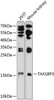 Western blot analysis of extracts of various cell lines, using TAX1BP3 antibody (23-716) at 1:1000 dilution.<br/>Secondary antibody: HRP Goat Anti-Rabbit IgG (H+L) at 1:10000 dilution.<br/>Lysates/proteins: 25ug per lane.<br/>Blocking buffer: 3% nonfat dry milk in TBST.<br/>Detection: ECL Basic Kit.<br/>Exposure time: 90s.