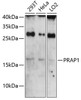 Western blot analysis of extracts of various cell lines, using PRAP1 antibody (23-721) at 1:3000 dilution.<br/>Secondary antibody: HRP Goat Anti-Rabbit IgG (H+L) at 1:10000 dilution.<br/>Lysates/proteins: 25ug per lane.<br/>Blocking buffer: 3% nonfat dry milk in TBST.<br/>Detection: ECL Enhanced Kit.<br/>Exposure time: 90s.