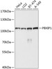 Western blot analysis of extracts of various cell lines, using PBXIP1 antibody (23-724) at 1:1000 dilution.<br/>Secondary antibody: HRP Goat Anti-Rabbit IgG (H+L) at 1:10000 dilution.<br/>Lysates/proteins: 25ug per lane.<br/>Blocking buffer: 3% nonfat dry milk in TBST.<br/>Detection: ECL Basic Kit.<br/>Exposure time: 10s.