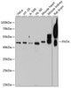 Western blot analysis of extracts of various cell lines, using FNTA antibody (23-727) at 1:1000 dilution.<br/>Secondary antibody: HRP Goat Anti-Rabbit IgG (H+L) at 1:10000 dilution.<br/>Lysates/proteins: 25ug per lane.<br/>Blocking buffer: 3% nonfat dry milk in TBST.<br/>Detection: ECL Basic Kit.<br/>Exposure time: 15s.