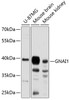 Western blot analysis of extracts of various cell lines, using GNAI1 antibody (23-741) at 1:3000 dilution.<br/>Secondary antibody: HRP Goat Anti-Rabbit IgG (H+L) at 1:10000 dilution.<br/>Lysates/proteins: 25ug per lane.<br/>Blocking buffer: 3% nonfat dry milk in TBST.<br/>Detection: ECL Basic Kit.<br/>Exposure time: 90s.