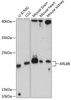 Western blot analysis of extracts of various cell lines, using ARL8B antibody (23-748) at 1:3000 dilution.<br/>Secondary antibody: HRP Goat Anti-Rabbit IgG (H+L) at 1:10000 dilution.<br/>Lysates/proteins: 25ug per lane.<br/>Blocking buffer: 3% nonfat dry milk in TBST.<br/>Detection: ECL Enhanced Kit.<br/>Exposure time: 30s.