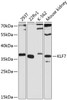 Western blot analysis of extracts of various cell lines, using KLF7 antibody (23-752) at 1:3000 dilution.<br/>Secondary antibody: HRP Goat Anti-Rabbit IgG (H+L) at 1:10000 dilution.<br/>Lysates/proteins: 25ug per lane.<br/>Blocking buffer: 3% nonfat dry milk in TBST.<br/>Detection: ECL Basic Kit.<br/>Exposure time: 90s.