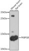 Western blot analysis of extracts of various cell lines, using FKBP1B antibody (23-786) at 1:1000 dilution.<br/>Secondary antibody: HRP Goat Anti-Rabbit IgG (H+L) at 1:10000 dilution.<br/>Lysates/proteins: 25ug per lane.<br/>Blocking buffer: 3% nonfat dry milk in TBST.<br/>Detection: ECL Basic Kit.<br/>Exposure time: 10s.