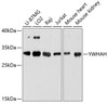 Western blot analysis of extracts of various cell lines, using YWHAH antibody (23-787) at 1:3000 dilution.<br/>Secondary antibody: HRP Goat Anti-Rabbit IgG (H+L) at 1:10000 dilution.<br/>Lysates/proteins: 25ug per lane.<br/>Blocking buffer: 3% nonfat dry milk in TBST.<br/>Detection: ECL Basic Kit.<br/>Exposure time: 60s.