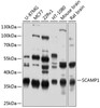 Western blot analysis of extracts of various cell lines, using SCAMP1 antibody (23-789) at 1:1000 dilution.<br/>Secondary antibody: HRP Goat Anti-Rabbit IgG (H+L) at 1:10000 dilution.<br/>Lysates/proteins: 25ug per lane.<br/>Blocking buffer: 3% nonfat dry milk in TBST.<br/>Detection: ECL Enhanced Kit.<br/>Exposure time: 1s.