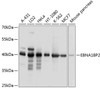 Western blot analysis of extracts of various cell lines, using EBNA1BP2 antibody (23-804) at 1:1000 dilution.<br/>Secondary antibody: HRP Goat Anti-Rabbit IgG (H+L) at 1:10000 dilution.<br/>Lysates/proteins: 25ug per lane.<br/>Blocking buffer: 3% nonfat dry milk in TBST.<br/>Detection: ECL Basic Kit.<br/>Exposure time: 1s.