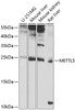 Western blot analysis of extracts of various cell lines, using METTL5 antibody (23-815) at 1:1000 dilution.<br/>Secondary antibody: HRP Goat Anti-Rabbit IgG (H+L) at 1:10000 dilution.<br/>Lysates/proteins: 25ug per lane.<br/>Blocking buffer: 3% nonfat dry milk in TBST.<br/>Detection: ECL Basic Kit.<br/>Exposure time: 8s.