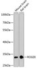 Western blot analysis of extracts of various cell lines, using ROGDI antibody (23-820) at 1:3000 dilution.<br/>Secondary antibody: HRP Goat Anti-Rabbit IgG (H+L) at 1:10000 dilution.<br/>Lysates/proteins: 25ug per lane.<br/>Blocking buffer: 3% nonfat dry milk in TBST.<br/>Detection: ECL Basic Kit.<br/>Exposure time: 90s.