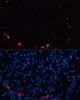 Immunofluorescence analysis of rat pancreas using SST Polyclonal Antibody (23-824) at dilution of 1:100 (40x lens) . Blue: DAPI for nuclear staining.