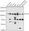 Western blot analysis of extracts of various cell lines, using CPSF2 antibody (23-836) at 1:2000 dilution.<br/>Secondary antibody: HRP Goat Anti-Rabbit IgG (H+L) at 1:10000 dilution.<br/>Lysates/proteins: 25ug per lane.<br/>Blocking buffer: 3% nonfat dry milk in TBST.<br/>Detection: ECL Basic Kit.<br/>Exposure time: 3s.