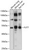 Western blot analysis of extracts of various cell lines, using FUT7 Antibody (23-846) at 1:1000 dilution.<br/>Secondary antibody: HRP Goat Anti-Rabbit IgG (H+L) at 1:10000 dilution.<br/>Lysates/proteins: 25ug per lane.<br/>Blocking buffer: 3% nonfat dry milk in TBST.<br/>Detection: ECL Basic Kit.<br/>Exposure time: 15s.