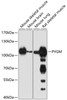 Western blot analysis of extracts of various cell lines, using PYGM antibody (23-851) at 1:1000 dilution.<br/>Secondary antibody: HRP Goat Anti-Rabbit IgG (H+L) at 1:10000 dilution.<br/>Lysates/proteins: 25ug per lane.<br/>Blocking buffer: 3% nonfat dry milk in TBST.<br/>Detection: ECL Basic Kit.<br/>Exposure time: 90s.