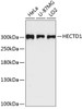 Western blot analysis of extracts of various cell lines, using HECTD1 antibody (23-857) at 1:3000 dilution.<br/>Secondary antibody: HRP Goat Anti-Rabbit IgG (H+L) at 1:10000 dilution.<br/>Lysates/proteins: 25ug per lane.<br/>Blocking buffer: 3% nonfat dry milk in TBST.<br/>Detection: ECL Enhanced Kit.<br/>Exposure time: 90s.