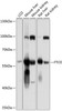 Western blot analysis of extracts of various cell lines, using FTCD antibody (23-870) at 1:1000 dilution.<br/>Secondary antibody: HRP Goat Anti-Rabbit IgG (H+L) at 1:10000 dilution.<br/>Lysates/proteins: 25ug per lane.<br/>Blocking buffer: 3% nonfat dry milk in TBST.<br/>Detection: ECL Basic Kit.<br/>Exposure time: 5s.