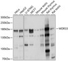 Western blot analysis of extracts of various cell lines, using WDR33 antibody (23-877) at 1:1000 dilution.<br/>Secondary antibody: HRP Goat Anti-Rabbit IgG (H+L) at 1:10000 dilution.<br/>Lysates/proteins: 25ug per lane.<br/>Blocking buffer: 3% nonfat dry milk in TBST.<br/>Detection: ECL Basic Kit.<br/>Exposure time: 1s.