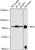 Western blot analysis of extracts of various cell lines, using HIC1 antibody (23-890) at 1:3000 dilution.<br/>Secondary antibody: HRP Goat Anti-Rabbit IgG (H+L) at 1:10000 dilution.<br/>Lysates/proteins: 25ug per lane.<br/>Blocking buffer: 3% nonfat dry milk in TBST.<br/>Detection: ECL Basic Kit.<br/>Exposure time: 90s.