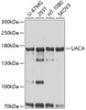 Western blot analysis of extracts of various cell lines, using UACA antibody (23-897) at 1:1000 dilution.<br/>Secondary antibody: HRP Goat Anti-Rabbit IgG (H+L) at 1:10000 dilution.<br/>Lysates/proteins: 25ug per lane.<br/>Blocking buffer: 3% nonfat dry milk in TBST.<br/>Detection: ECL Basic Kit.<br/>Exposure time: 5s.
