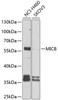 Western blot analysis of extracts of various cell lines, using MICB antibody (23-908) at 1:1000 dilution.<br/>Secondary antibody: HRP Goat Anti-Rabbit IgG (H+L) at 1:10000 dilution.<br/>Lysates/proteins: 25ug per lane.<br/>Blocking buffer: 3% nonfat dry milk in TBST.<br/>Detection: ECL Basic Kit.<br/>Exposure time: 15s.
