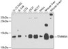 Western blot analysis of extracts of various cell lines, using TIMM8A antibody (23-916) at 1:1000 dilution.<br/>Secondary antibody: HRP Goat Anti-Rabbit IgG (H+L) at 1:10000 dilution.<br/>Lysates/proteins: 25ug per lane.<br/>Blocking buffer: 3% nonfat dry milk in TBST.<br/>Detection: ECL Basic Kit.<br/>Exposure time: 90s.