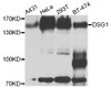 Western blot analysis of extracts of various cell lines, using DSG1 antibody (23-917) at 1:1000 dilution.<br/>Secondary antibody: HRP Goat Anti-Rabbit IgG (H+L) at 1:10000 dilution.<br/>Lysates/proteins: 25ug per lane.<br/>Blocking buffer: 3% nonfat dry milk in TBST.<br/>Detection: ECL Basic Kit.<br/>Exposure time: 30s.