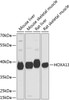 Western blot analysis of extracts of various cell lines, using HOXA13 antibody (23-923) at 1:1000 dilution.<br/>Secondary antibody: HRP Goat Anti-Rabbit IgG (H+L) at 1:10000 dilution.<br/>Lysates/proteins: 25ug per lane.<br/>Blocking buffer: 3% nonfat dry milk in TBST.<br/>Detection: ECL Basic Kit.<br/>Exposure time: 10s.