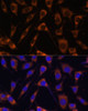 Immunofluorescence analysis of L929 cells using LAMB1 Polyclonal Antibody (23-927) at dilution of 1:100 (40x lens) . Blue: DAPI for nuclear staining.